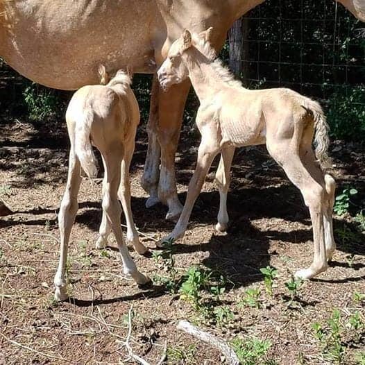 Twin Foals Bonnie and Clyde On The Road To Recovery